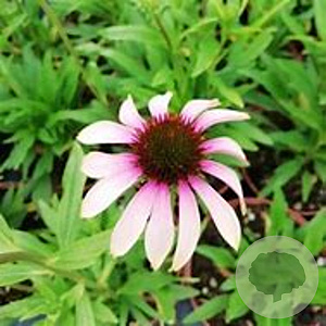 Echinacea 'Pink Tip' GM P9