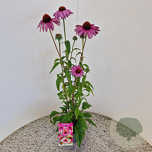 Echinacea purpurea 40-50 cm 2,5L