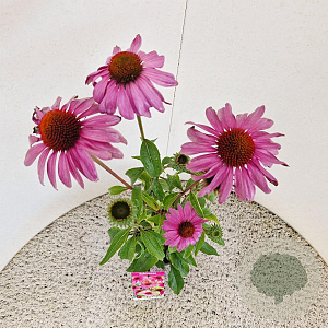 Echinacea purpurea 40-50 cm 2,5L