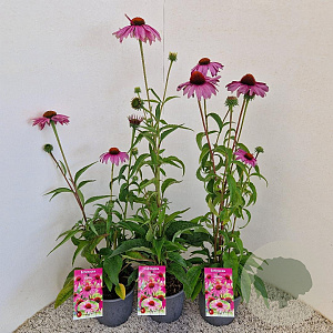 Echinacea purpurea 40-50 cm 2,5L