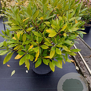 Edgeworthia chrys. 'Grandiflora' 100-125 cm 35L