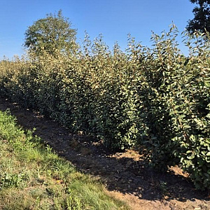 Elaeagnus ebbingei 175-200 cm draadkluit extra