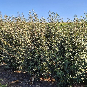 Elaeagnus ebbingei 175-200 cm draadkluit extra