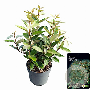 Elaeagnus ebb. 'Compacta' 30-40 cm 2,0L