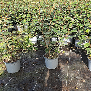 Elaeagnus ebb. 'Compacta' 30-40 cm 2,0L