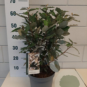 Elaeagnus ebb. 'Compacta' 40-50 cm 5,0L