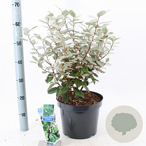 Elaeagnus ebb. 'Compacta' 40-50 cm 7,5L