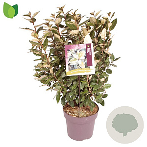 Elaeagnus ebb. 'Compacta' 60-80 cm 10L