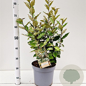Elaeagnus ebb. 'Compacta' 60-80 cm 7,5L