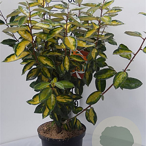 Elaeagnus ebb. 'Limelight' 60-80 cm 5,0L