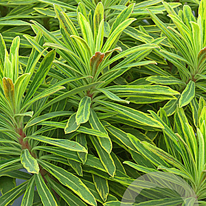 Euphorbia 'Ascot Rainbow' GM P9