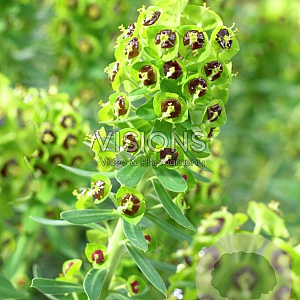 Euphorbia char. 'Black Pearl' GM P9