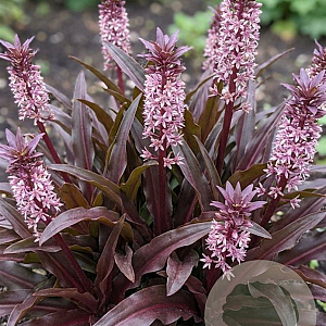 Eucomis comosa 'Sparkling Burgundy' GM  P11