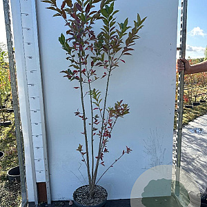Euonymus europaeus 100-125 cm 7,5L solitair