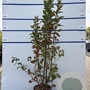 Euonymus europaeus 100-125 cm 7,5L solitair