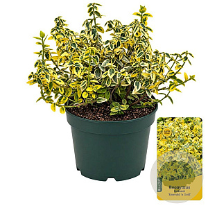 Euonymus fort. 'Emerald 'n' Gold' 30-40 cm 3,0L