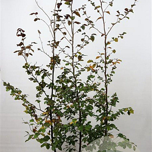 Fagus syl. 'Atropunicea' 175-200 cm 7,5L Gestokt