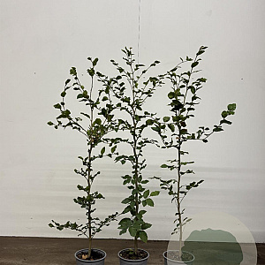 Fagus sylvatica 100-125 cm 3,5L Gestokt