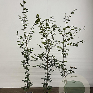 Fagus sylvatica 150-175 cm 3,5L Gestokt