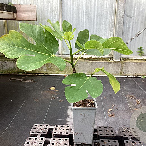 Ficus car. 'Kadota' 50-60 cm C1.5