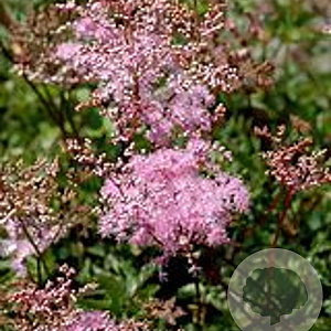 Filipendula palmata 'Nana' GM P9
