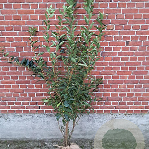 Forsythia int. 'Spectabilis' 125-150 cm met kluit