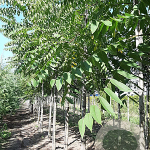 Fraxinus amer. 'Autumn Applause' 12-14 HO draadkluit