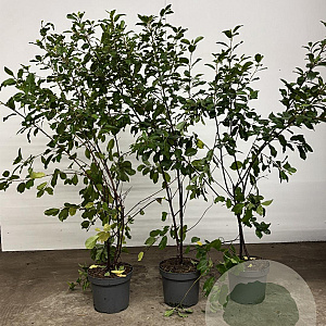 Frangula alnus 125-150 cm 7,5L Gestokt