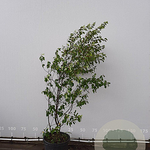 Frangula alnus 150-175 cm met kluit