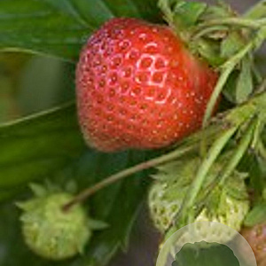 Fragaria a. 'Ostara' GM P9