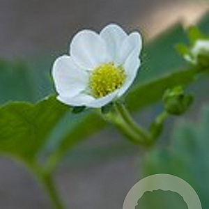Fragaria a. 'Ostara' GM P9