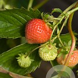 Fragaria a. 'Ostara' GM P9