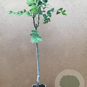 Fraxinus excelsior 50-60 cm C1.5