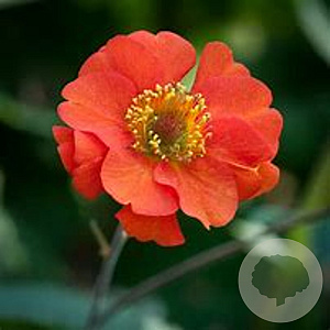 Geum 'Fire Opal' GM P9
