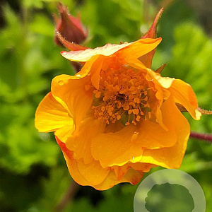 Geum 'Spanish Fly' GM P9