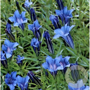 Gentiana sino-ornata GM P9