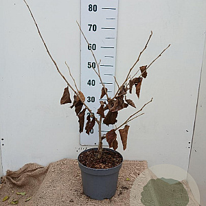 Hamamelis int. 'Diane' 50-60 cm 5,0L