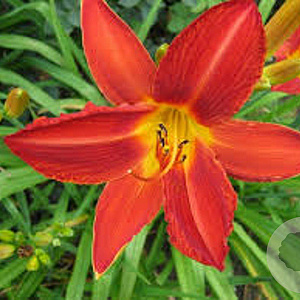 Hemerocallis 'Campfire Embers' GM P9