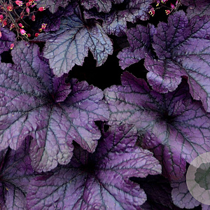 Heuchera 'Grape Timeless' GM P9