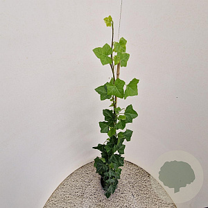 Hedera hibernica 100-125 cm 2,5L