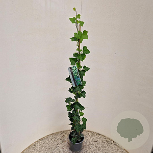Hedera hibernica 100-125 cm 2,5L