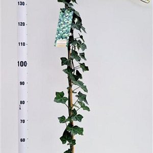 Hedera hibernica 150-175 cm 2,5L