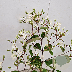 Heptacodium miconioides 50-60 cm 2,5L