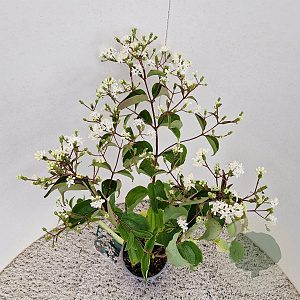 Heptacodium miconioides 50-60 cm 2,5L