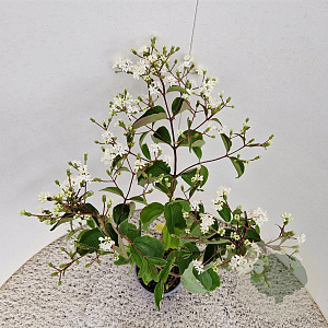 Heptacodium miconioides 50-60 cm 2,5L