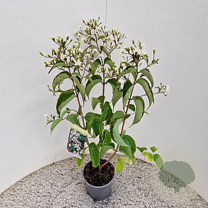 Heptacodium miconioides 50-60 cm 2,5L