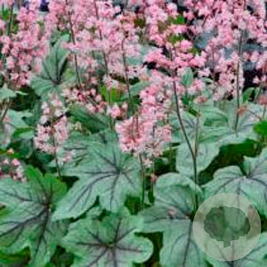 Heucherella 'Pink Fizz' GM P9