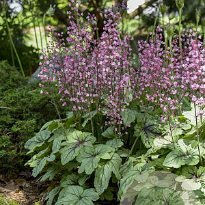 Heucherella 'Pink Fizz' GM P9