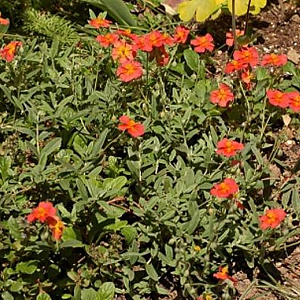 Helianthemum 'Red Dragon' GM P9
