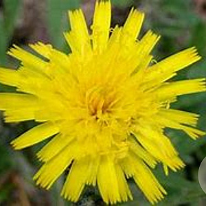 Hieracium pilosella 'Niveum' GM P9